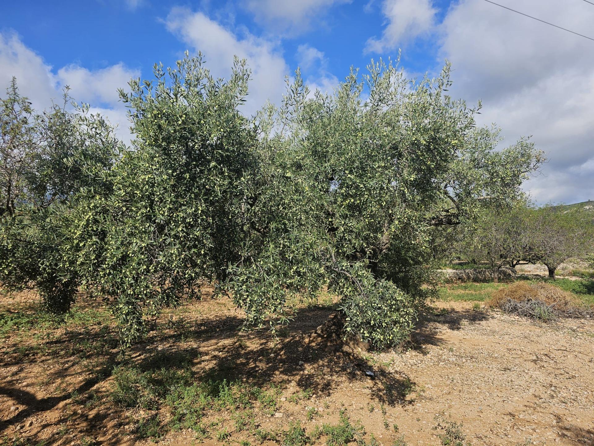 Land in LA RÀPITA, Tarragona for sale Primary Photo- Image 1 of 5