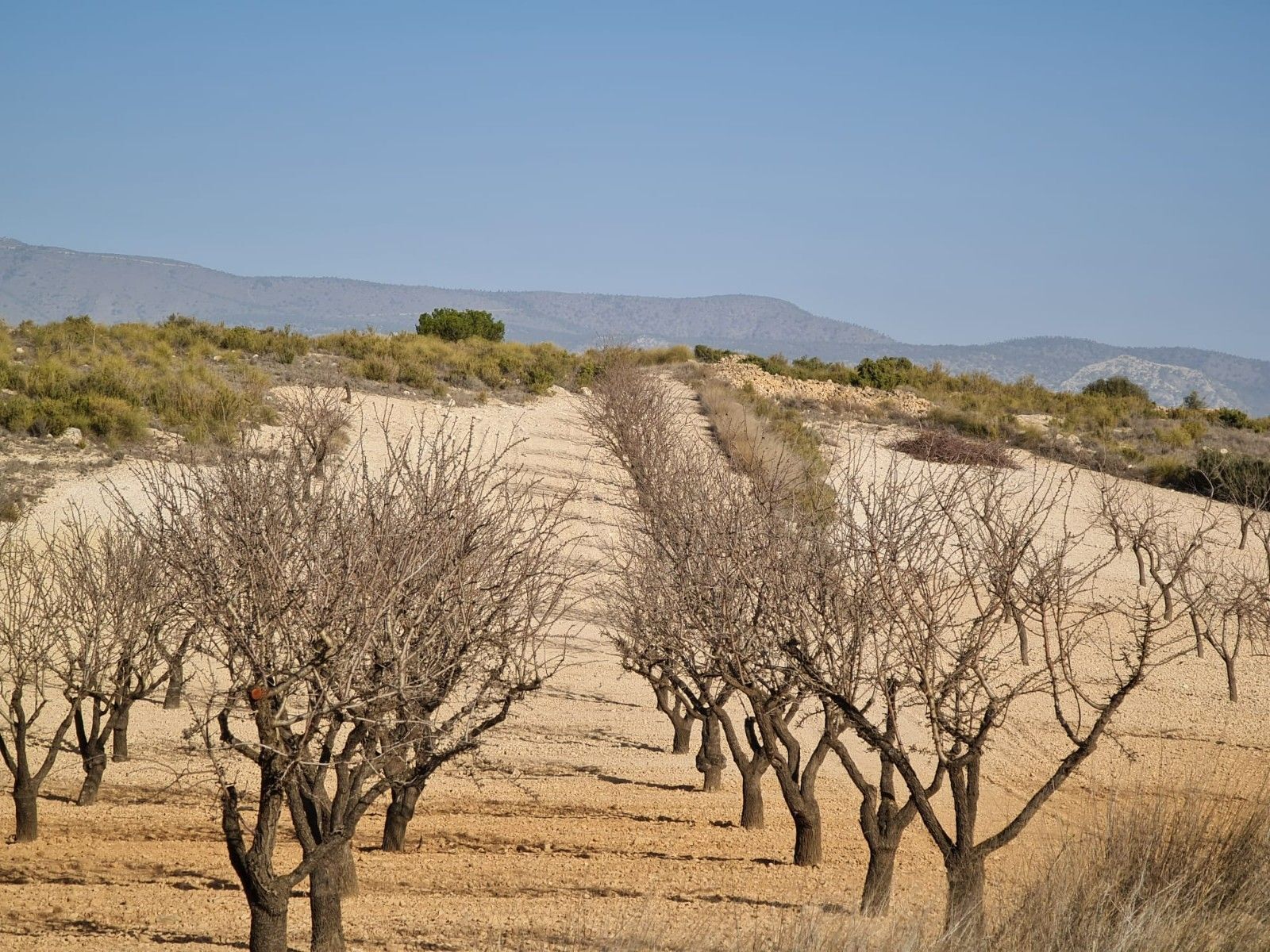 Terrain dans Jumilla, Murcia à vendre Photo principale- Image 1 de 16