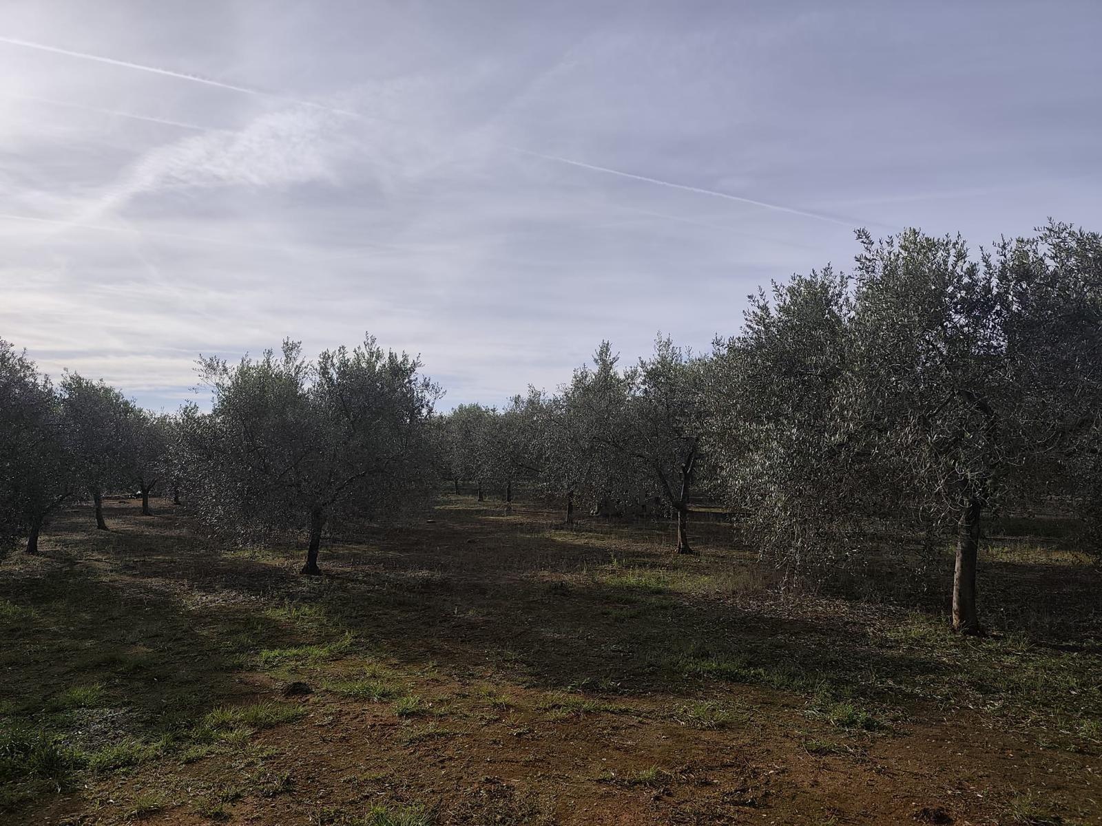 Land in Castelló de la Plana, Castellón for sale Primary Photo- Image 1 of 7
