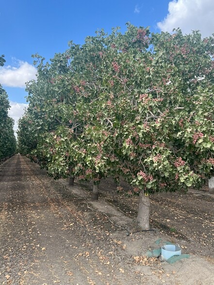 +/-154 Acre Pistachio Orchard - Idaho ave, Hanford, CA for sale - Building Photo - Image 2 of 25