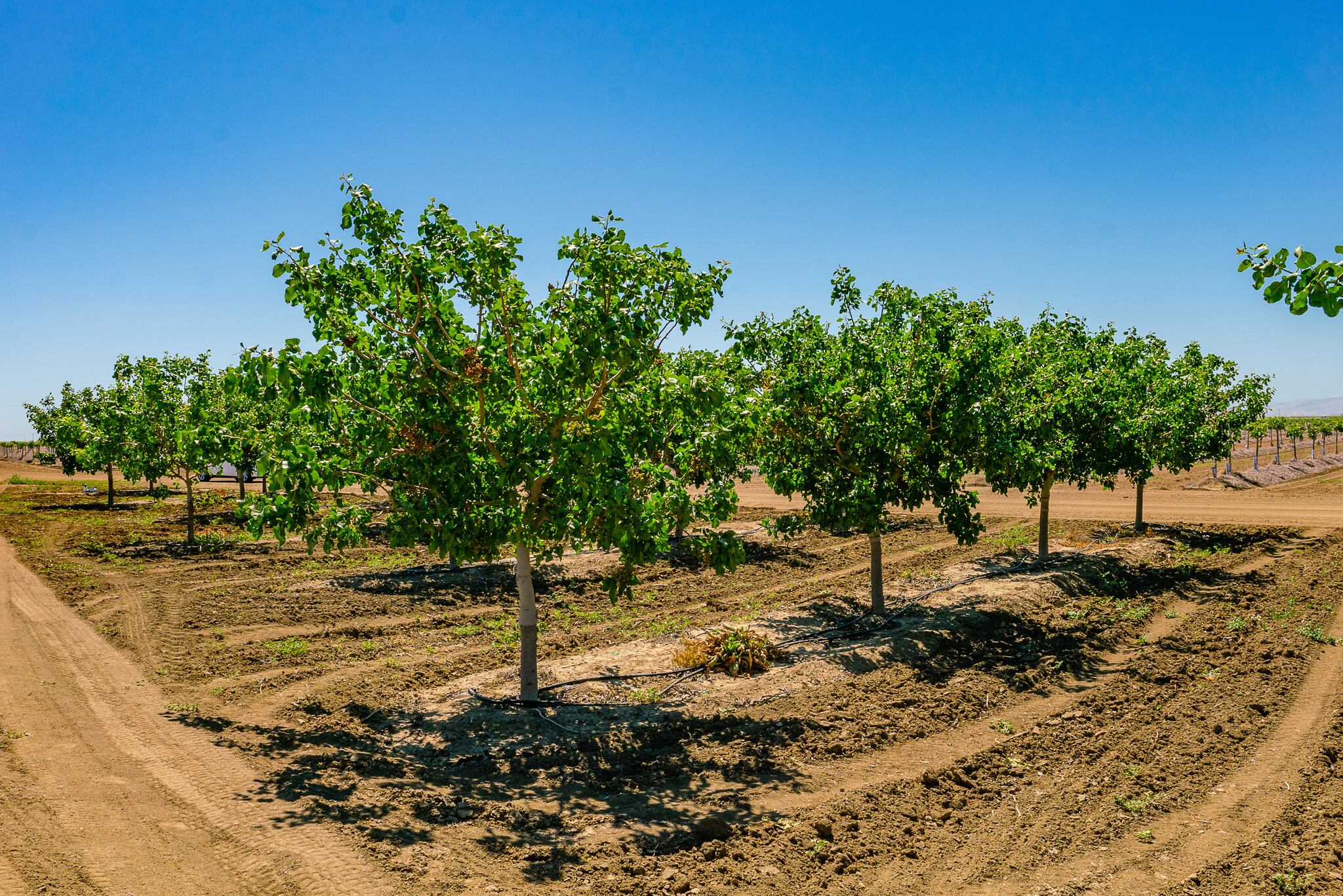 S. Hamburg, Los Banos, CA for sale Primary Photo- Image 1 of 1