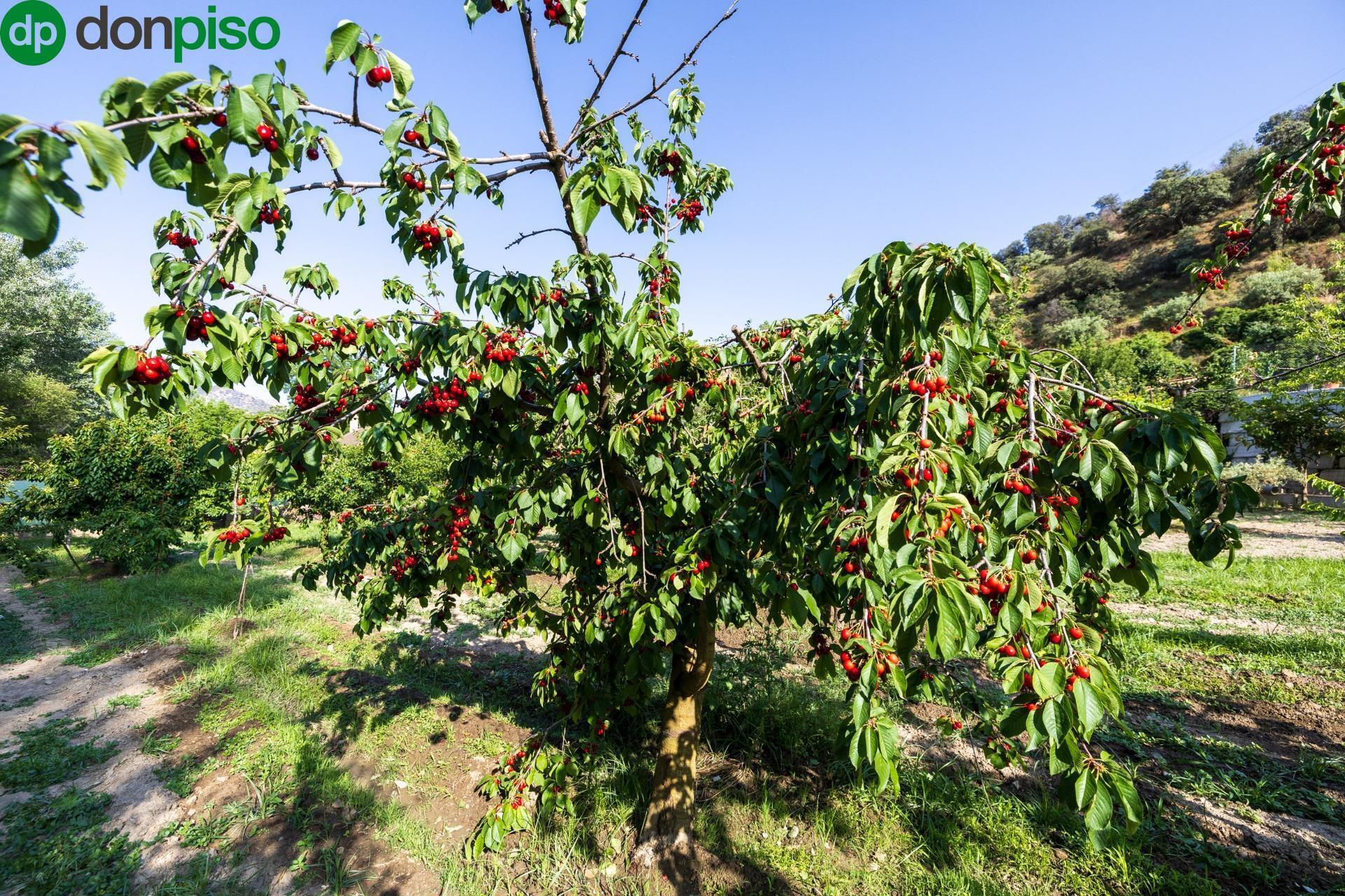 Paseo la Duquesa, S/N, Pinos Genil, Granada for sale Primary Photo- Image 1 of 42