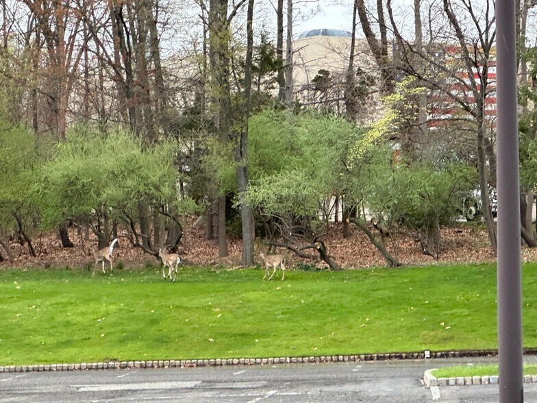 6 Arrow Rd, Ramsey, NJ à louer - Photo du bâtiment - Image 3 de 15