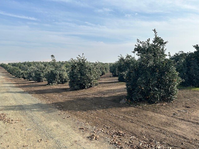 Road 264-South of 95 ave, Terra Bella, CA for sale - Primary Photo - Image 1 of 5