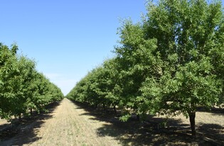 1,359 Acre Almond Orchard - 1031 Exchange Property