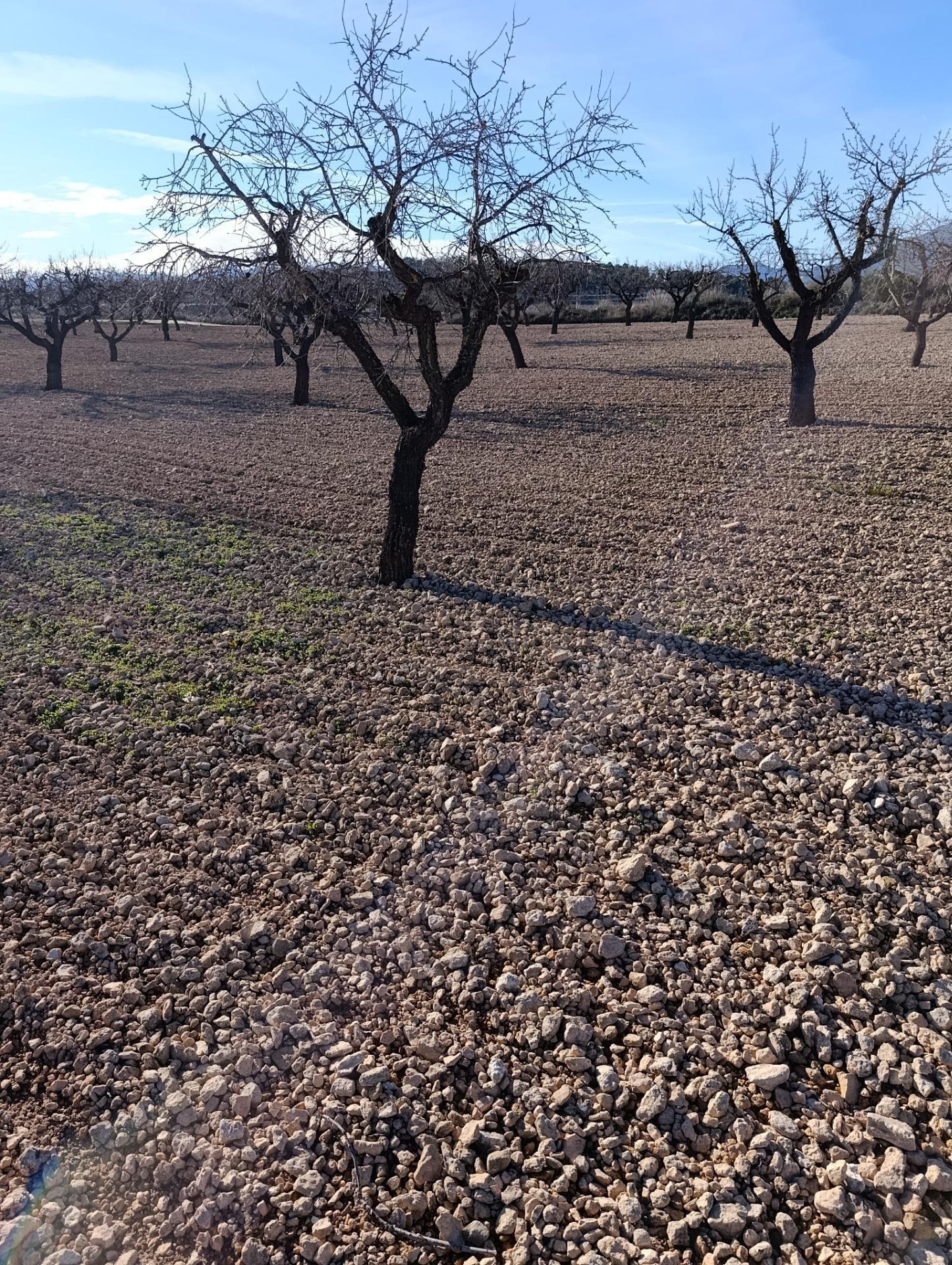 Land in Bullas, Murcia for sale Building Photo- Image 1 of 11