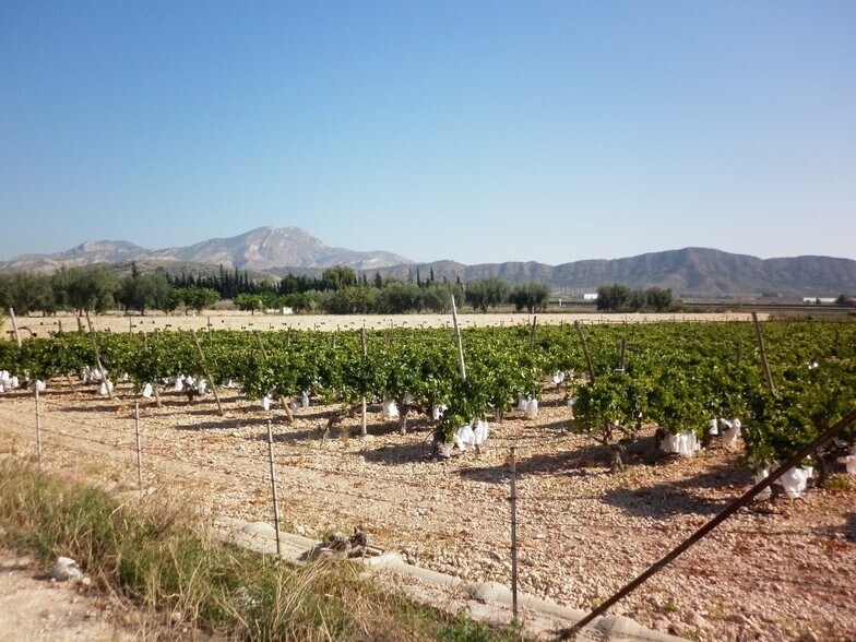 Land in Novelda, Alicante for sale - Aerial - Image 3 of 10