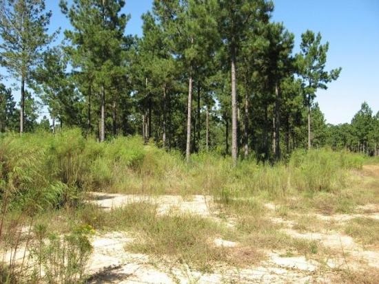 402 Acres In Pearl River County Ms, Poplarville, MS à vendre - Photo principale - Image 1 de 1