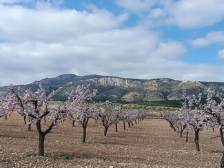 More details for Pla?A del Molino, PINOSO - Land for Sale