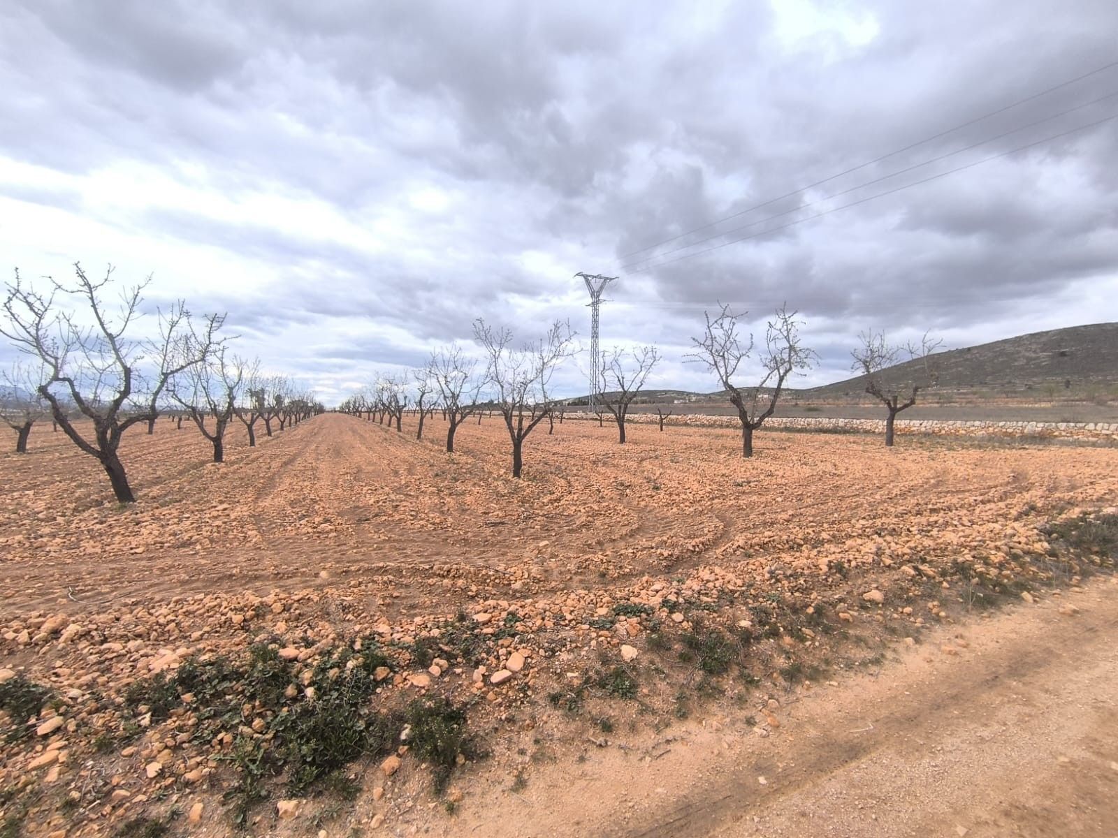 Land in Yecla, Murcia for sale Primary Photo- Image 1 of 4