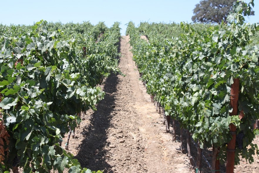 Texas Rd, Paso Robles, CA for sale - Primary Photo - Image 1 of 9