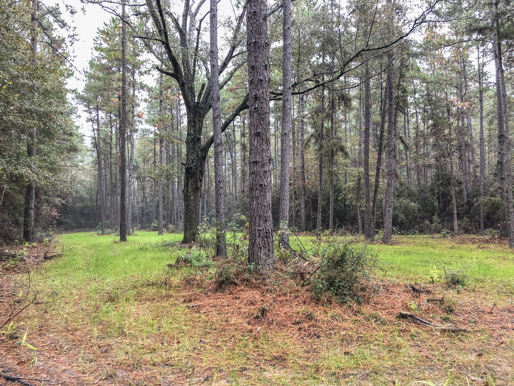 Off Buddy Brown Road, Livingston, TX for sale Other- Image 1 of 1