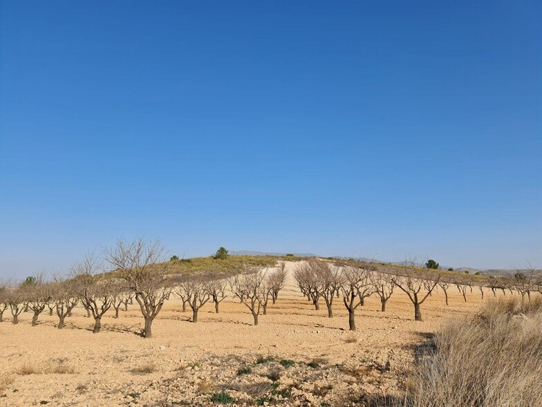 Land in Jumilla, Murcia for sale - Primary Photo - Image 2 of 15