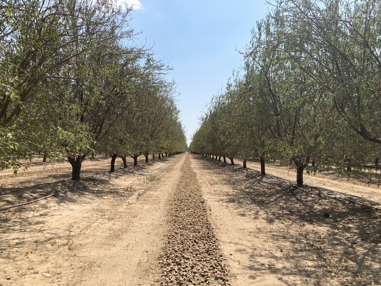 Sullivan Rd - Rosedale - Rio Bravo Almond Orchard, Bakersfield, CA for sale - Other - Image 1 of 3