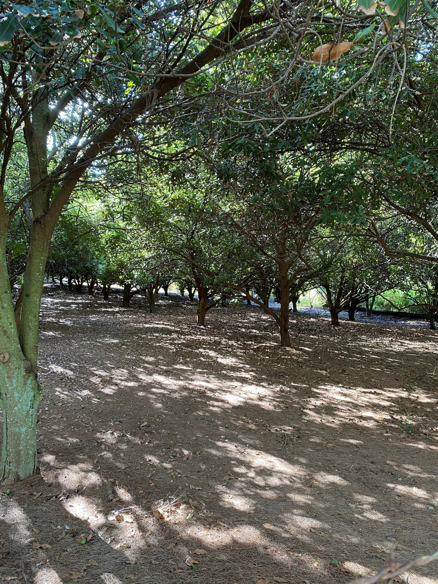 lower cane haul rd, Paauilo, HI for sale Other- Image 1 of 6