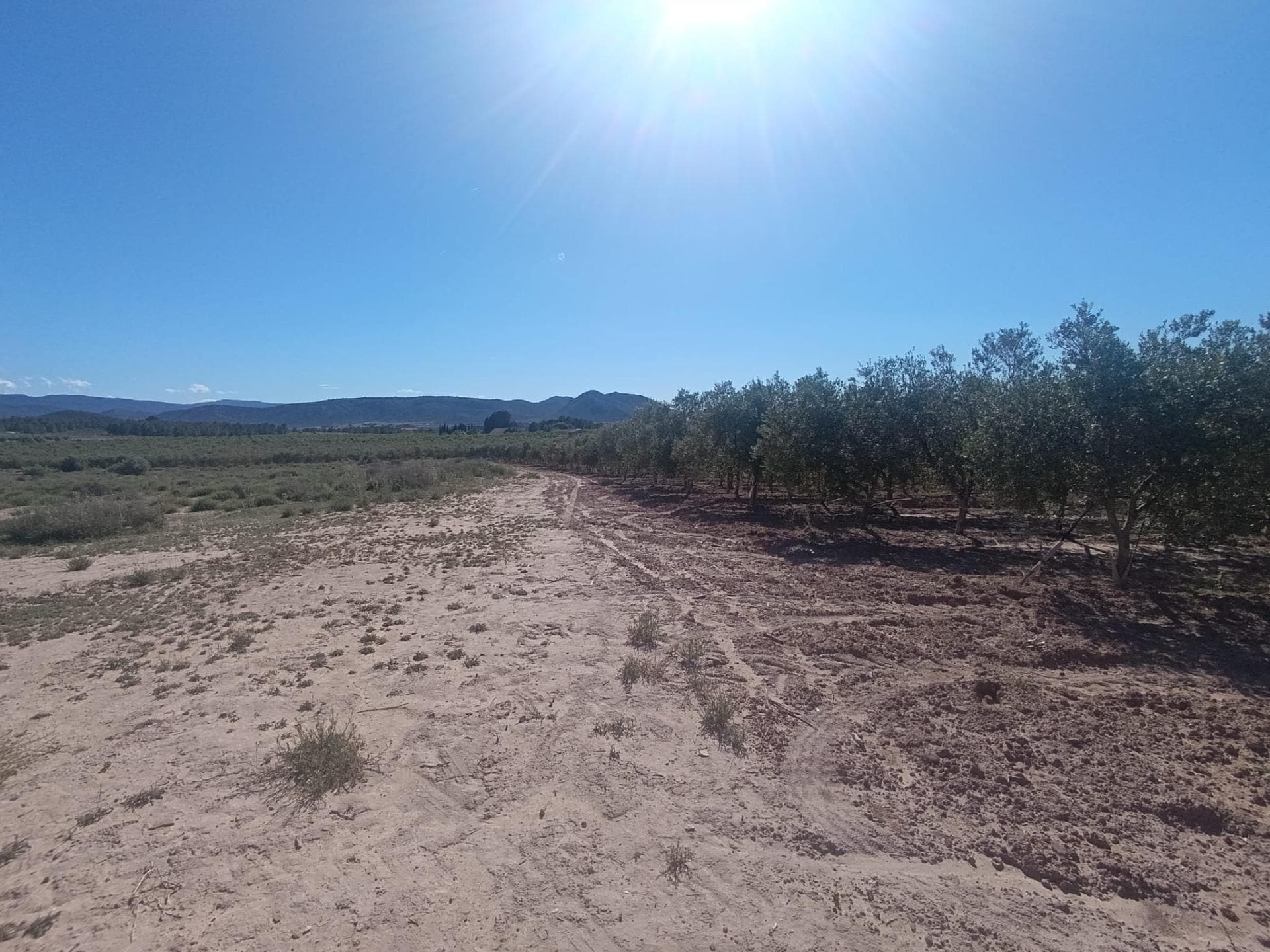 Partida los Cabezos, 16, Villena, Alicante for sale Primary Photo- Image 1 of 5