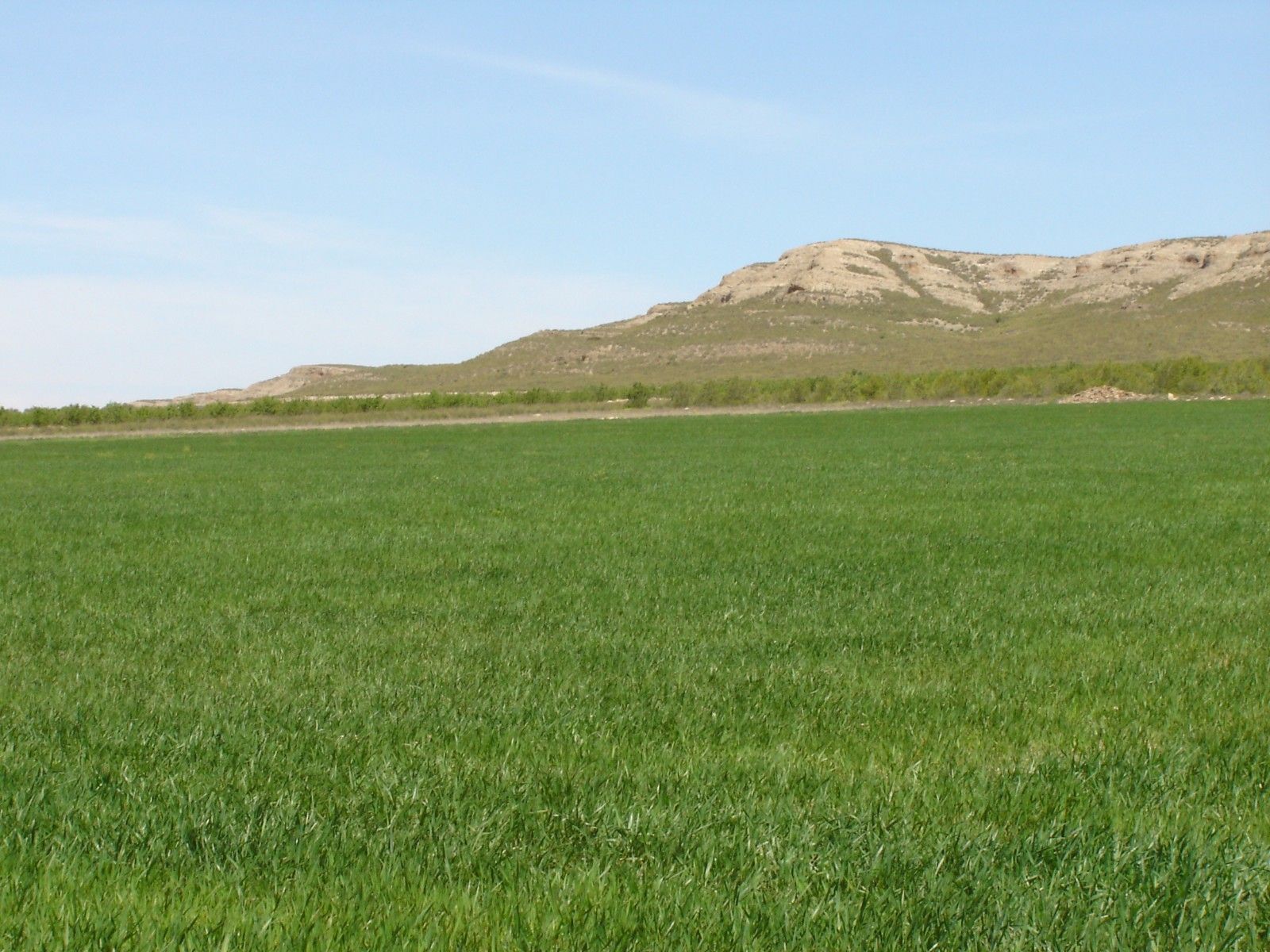 Land in San José, Yecla, Ayuntamiento, MURCIA for sale Aerial- Image 1 of 4