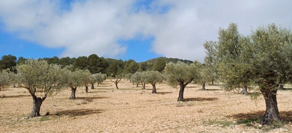 Land in Yecla, Murcia for sale - Primary Photo - Image 2 of 7