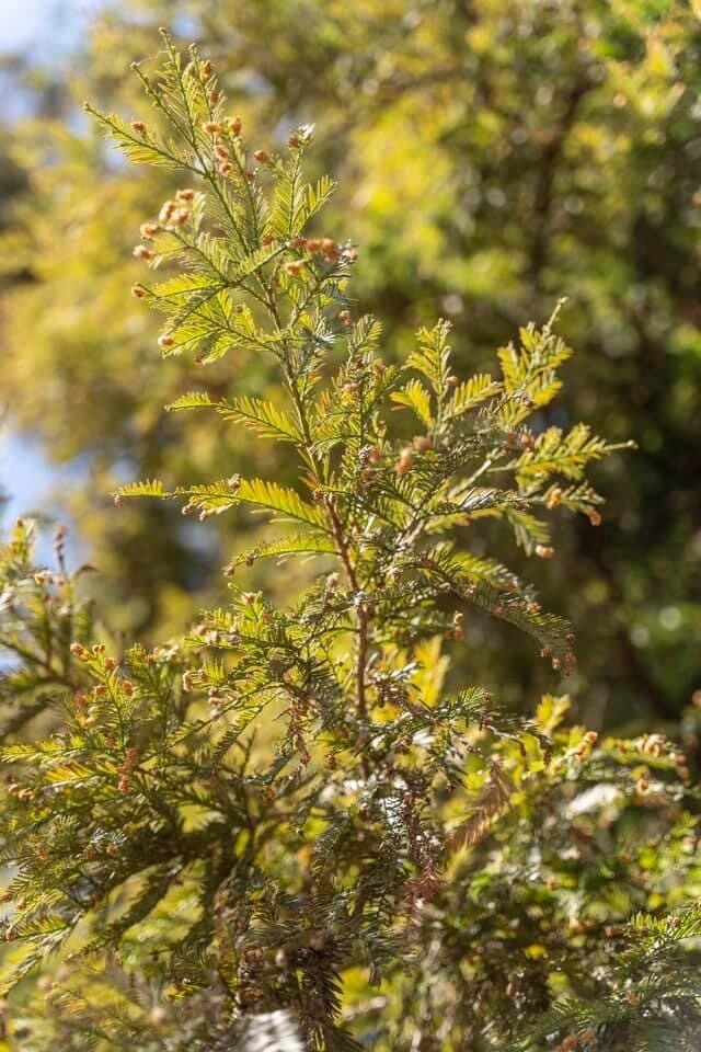 E Terra Bella Ave, Pixley, CA à vendre Photo principale- Image 1 de 9