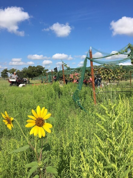 315 Ranch Road 1376, Fredericksburg, TX à vendre - Photo du bâtiment - Image 2 de 12