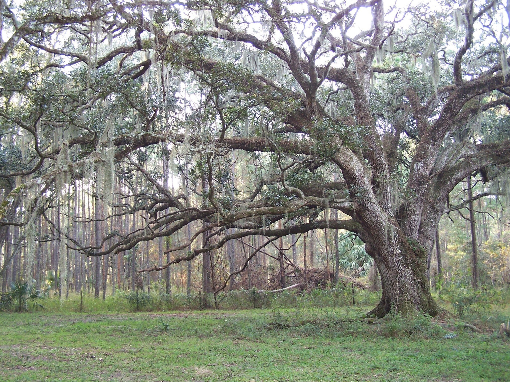 Powell Rd, Brooksville, FL à vendre Autre- Image 1 de 9