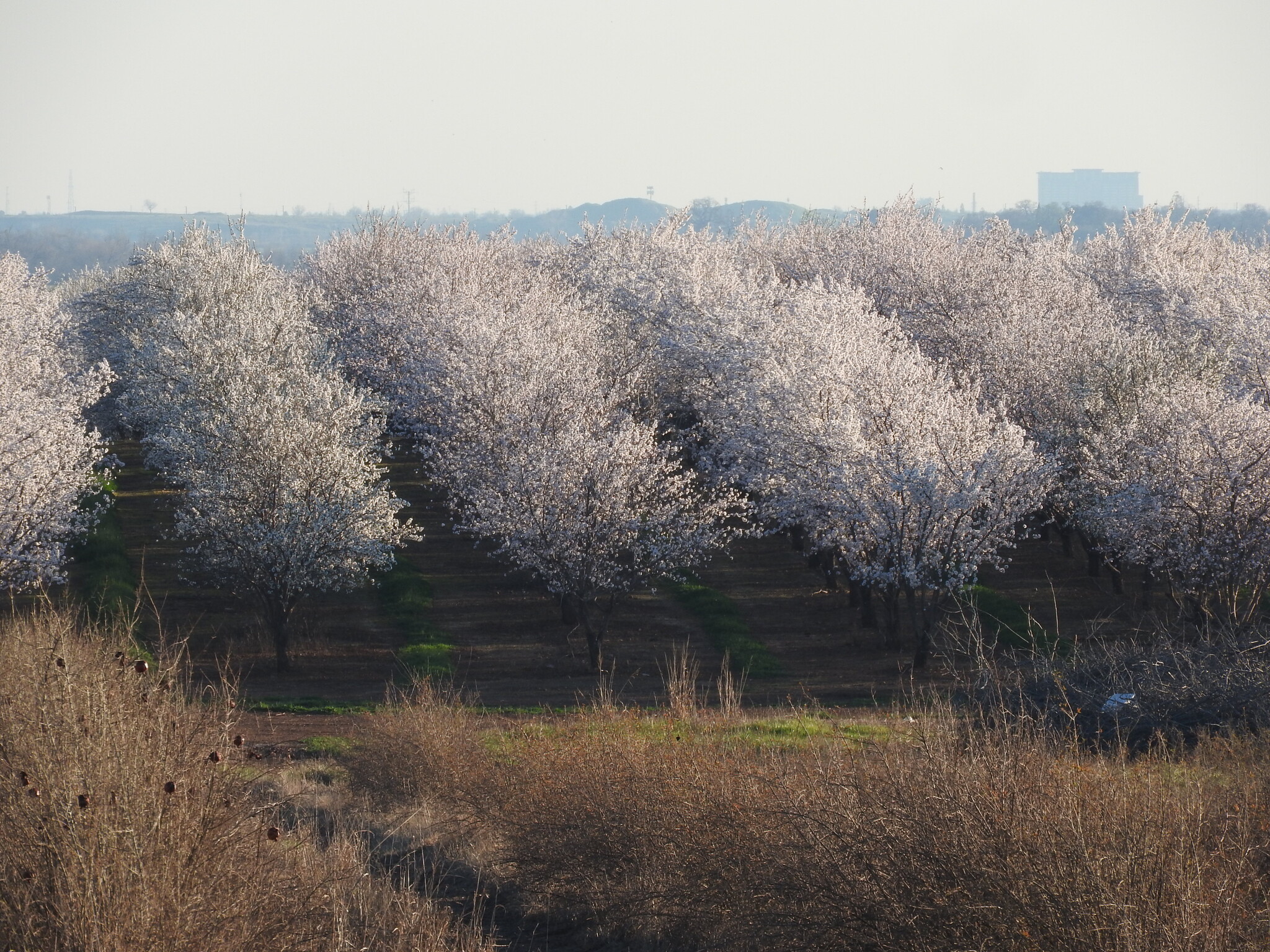 Riosa Rd, Sheridan, CA for sale Primary Photo- Image 1 of 1