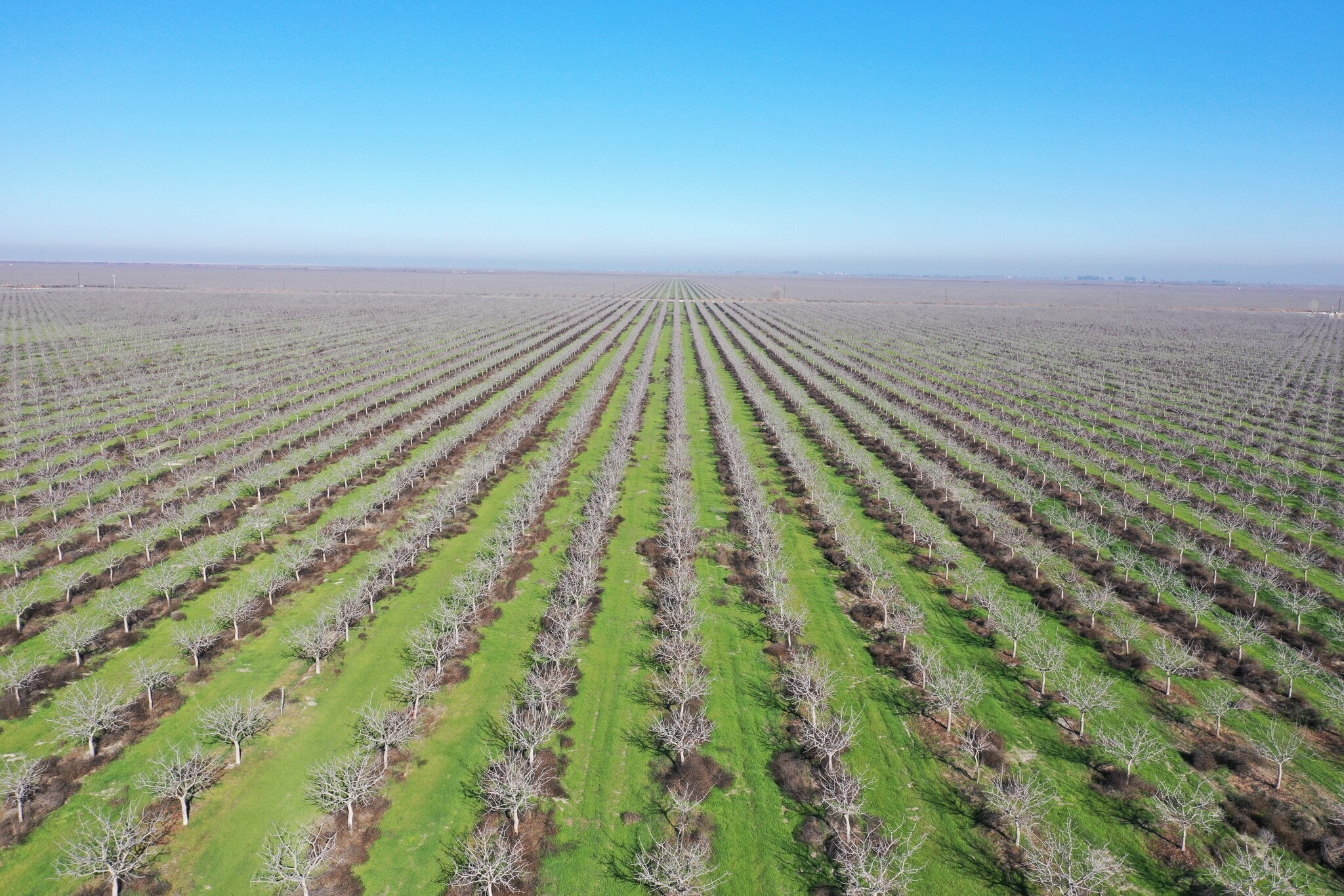 Avenue 24 & Road 40, Alpaugh, CA for sale Primary Photo- Image 1 of 16