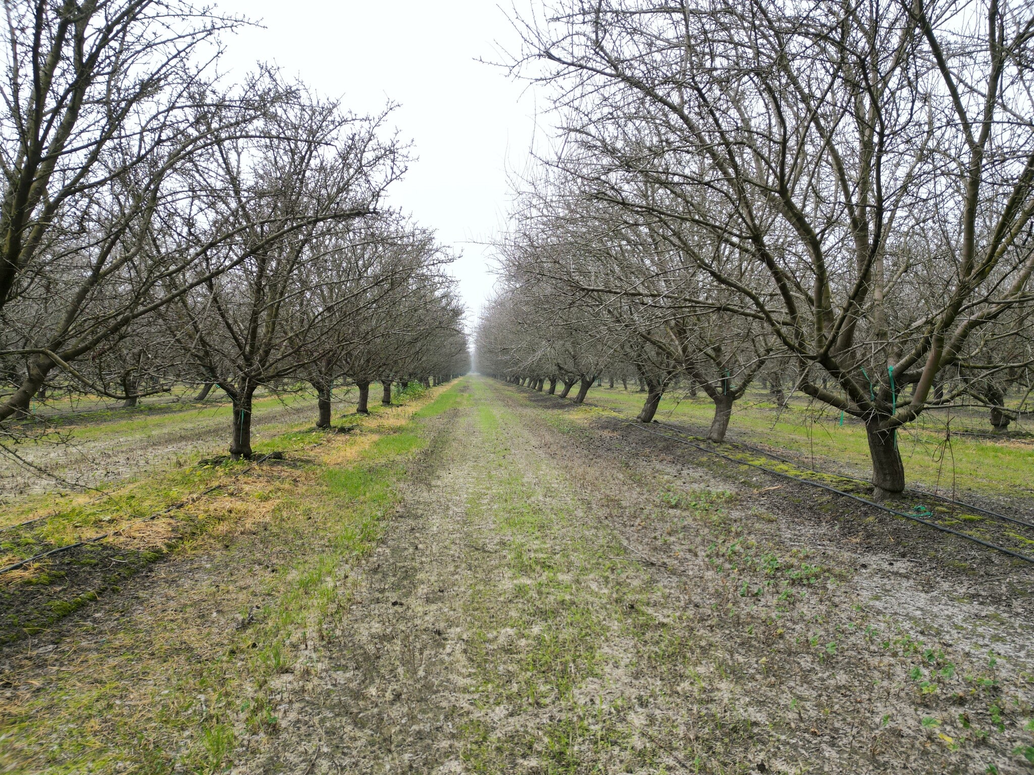 8350 17 1/2 Avenue, Lemoore, CA for sale Primary Photo- Image 1 of 11