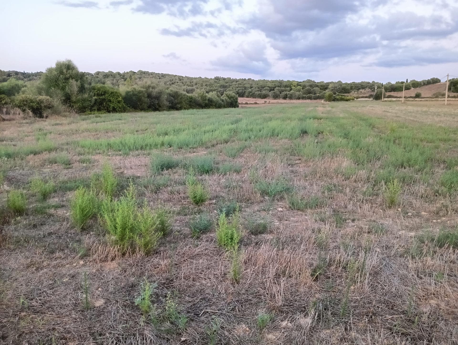 Land in Manacor, Islas Baleares for sale Building Photo- Image 1 of 4