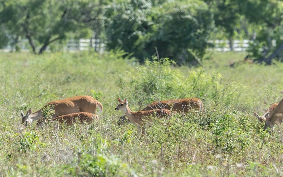 0 STEELE RD 36 ACRES, Highlands, TX for sale - Building Photo - Image 3 of 34