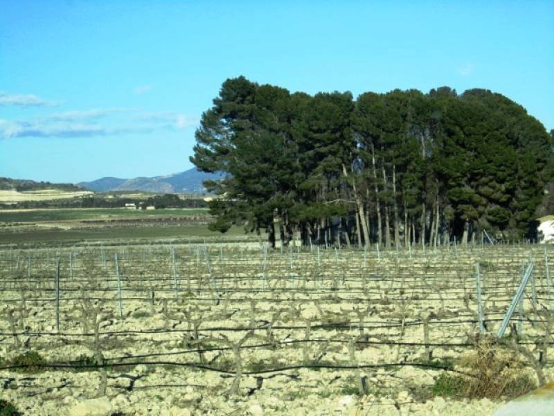 Terrain dans Salinas, Alicante à vendre Photo du bâtiment- Image 1 de 2