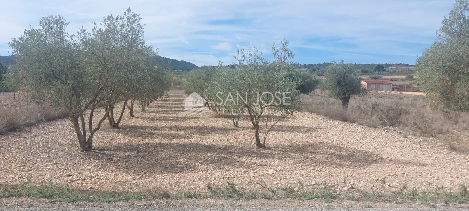 Land in Hondón de los Frailes, Alicante for sale Primary Photo- Image 1 of 3
