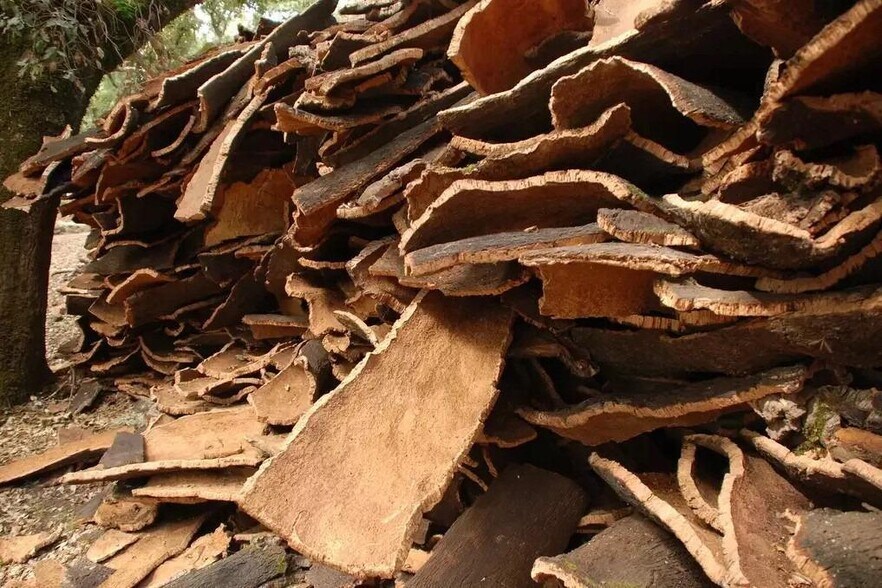 Land in Mérida, Badajoz for sale - Building Photo - Image 3 of 8