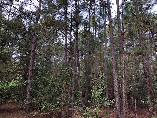 0 Miles Rd, Cochran, GA for sale - Building Photo - Image 3 of 14