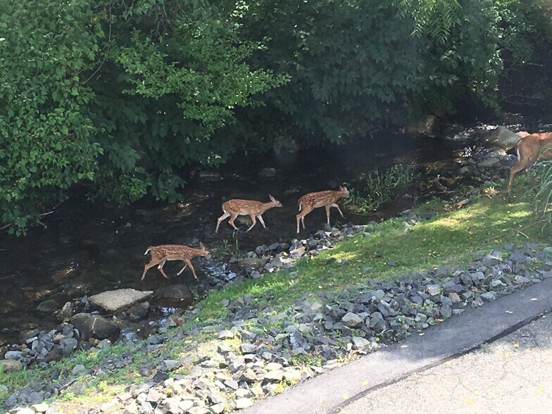75 Claremont Rd, Bernardsville, NJ à louer - Photo du bâtiment - Image 3 de 20