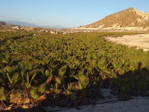 Terrain dans Fortuna, Murcia à vendre Aérien- Image 1 de 8