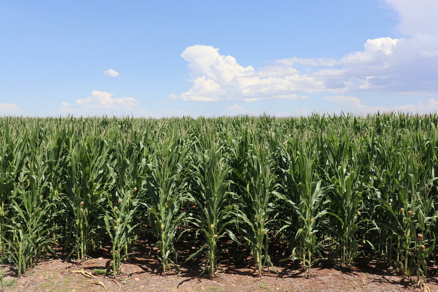 RUCKER CANYON ROAD FARM, Elfrida, AZ for sale - Other - Image 2 of 4