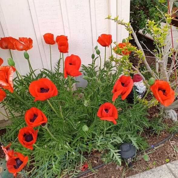 87991 Territorial Rd, Veneta, OR à vendre - Photo du bâtiment - Image 3 de 31