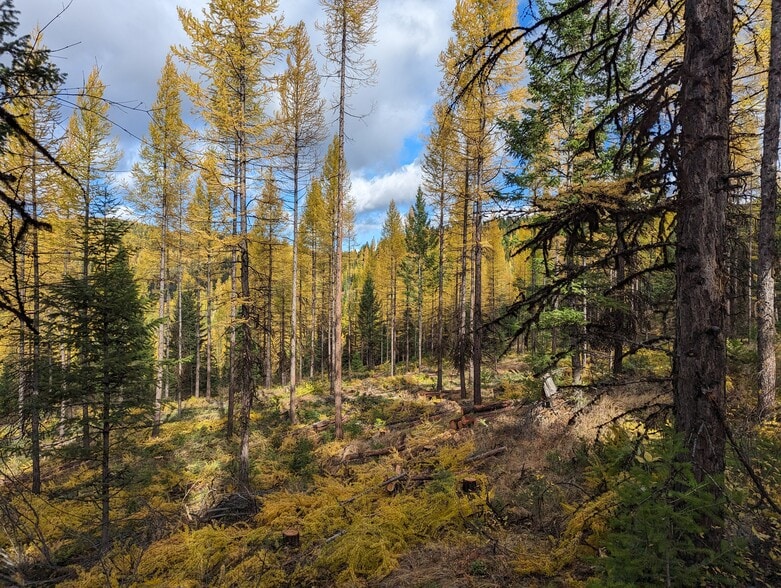 Legacy Timber & Recreaction Tract Near Lone Lake, Kalispell, MT for sale - Other - Image 3 of 5