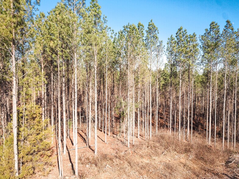 County Road 4141, New Site, MS à vendre - Autre - Image 3 de 3