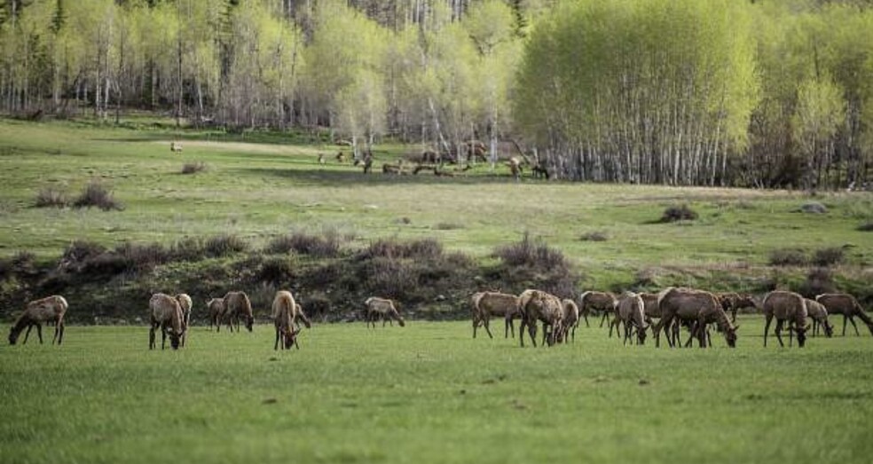 Buckhorn Mountain Rd, Montrose, CO à vendre - Photo principale - Image 1 de 1