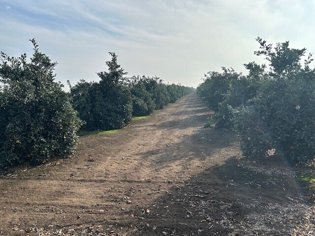 Road 264-South of 95 ave, Terra Bella, CA à vendre - Photo du bâtiment - Image 2 de 5