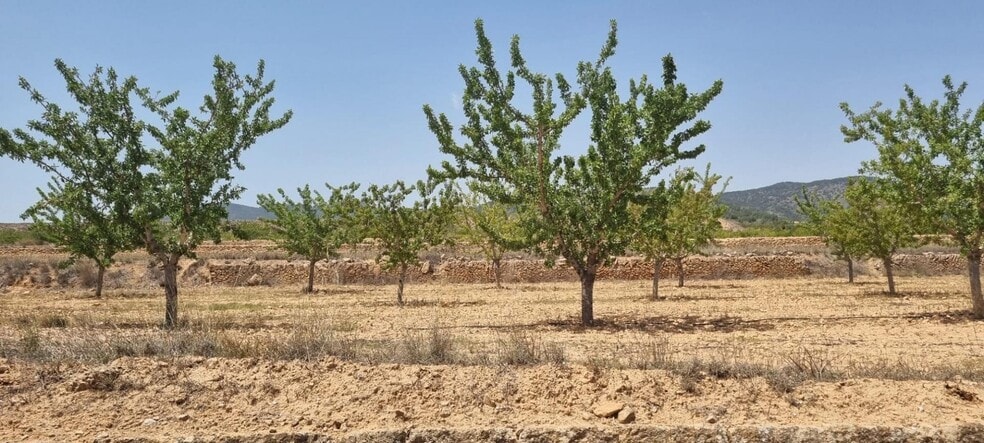 Land in Yecla, Murcia for sale - Primary Photo - Image 3 of 7