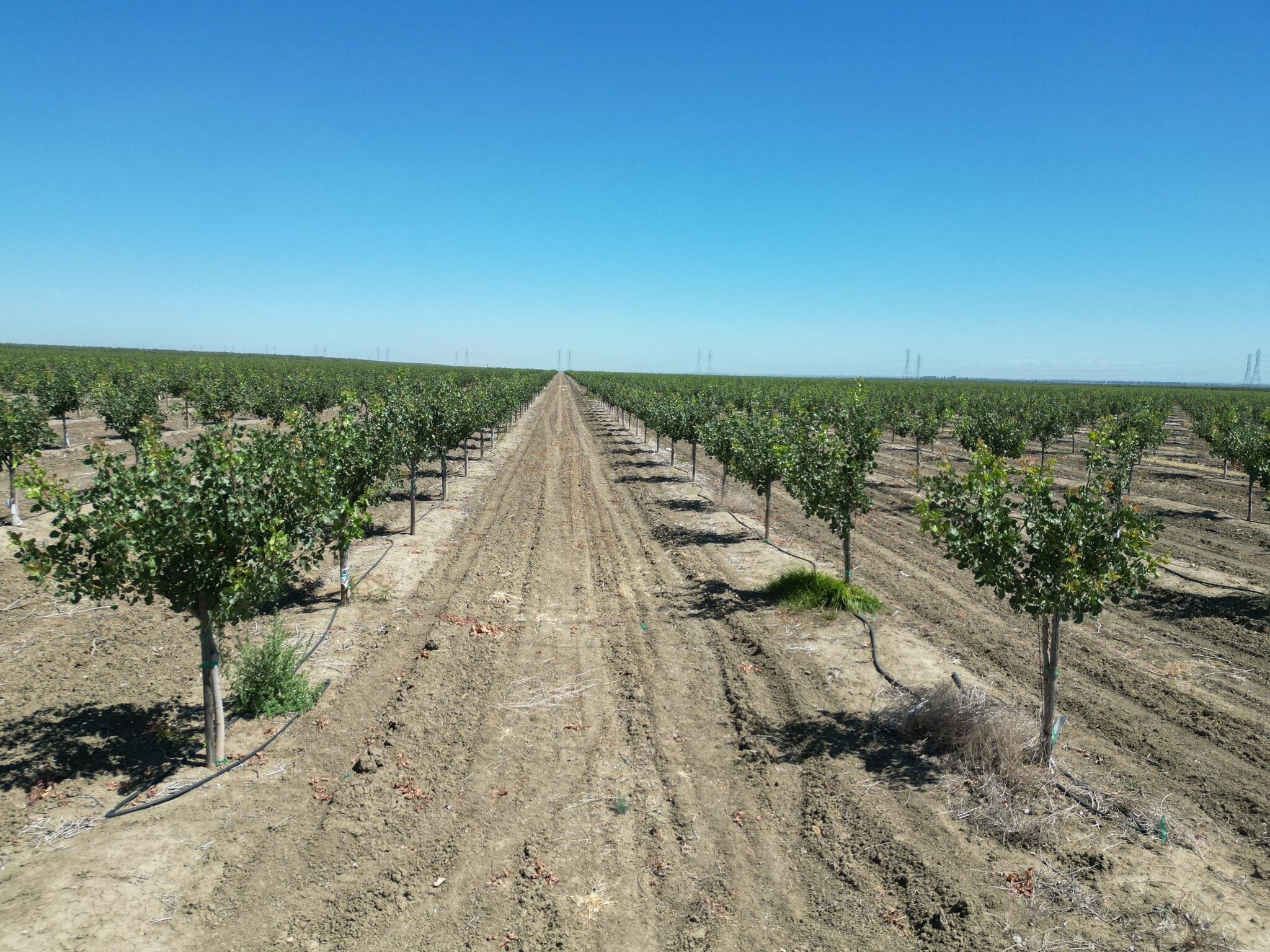 W. of Russell Ave. S. of Belmont Ave., Firebaugh, CA for sale Primary Photo- Image 1 of 8