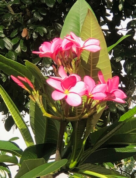 22129 Carson Dr, Land O' Lakes, FL à vendre - Photo du bâtiment - Image 3 de 40