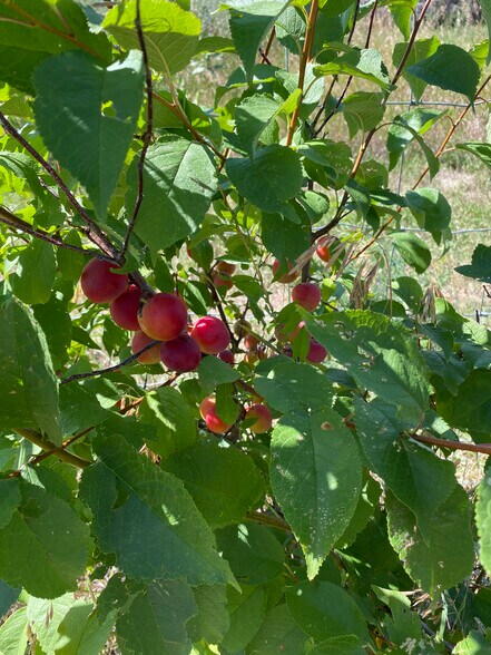 157 Hergenrider Rd, Bridger, MT à vendre - Photo du bâtiment - Image 3 de 52