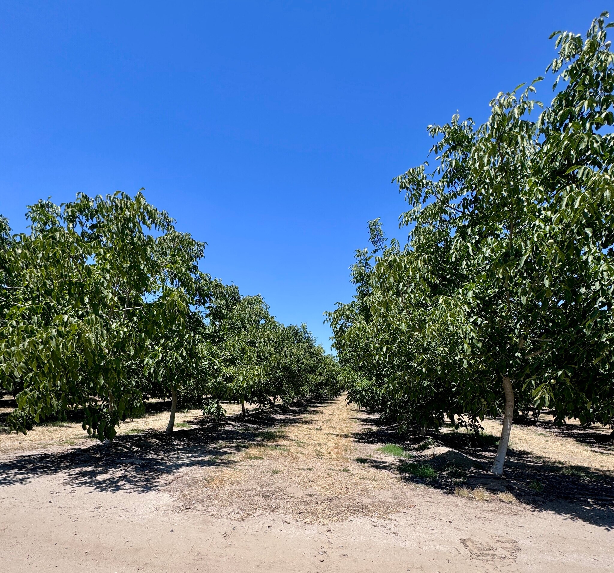 SEC Ave 12 & Rd 21 1/2 ave, Madera, CA for sale Primary Photo- Image 1 of 5