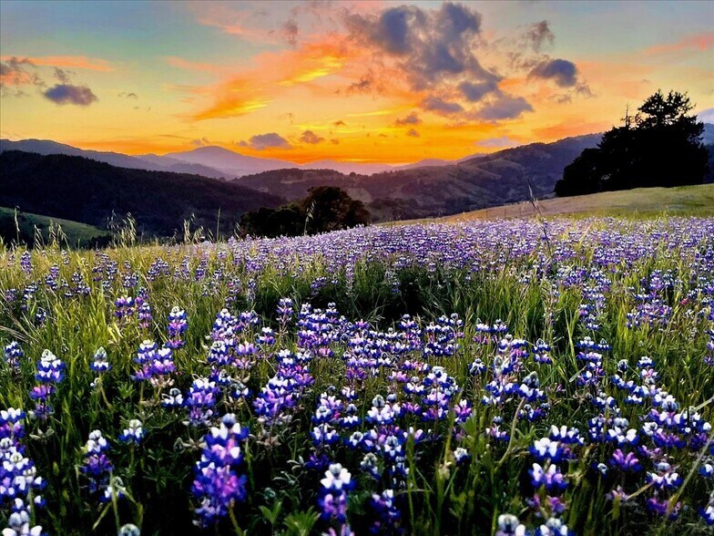 220 Wilder Ridge rd, Honeydew, CA à vendre - Photo du bâtiment - Image 1 de 41