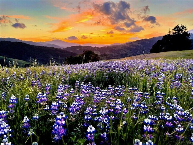 More details for 220 Wilder Ridge rd, Honeydew, CA - Land for Sale