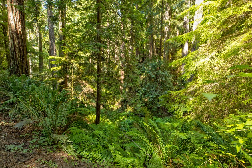 33170 Frog Pond rd, Little River, CA à vendre - Photo principale - Image 1 de 28